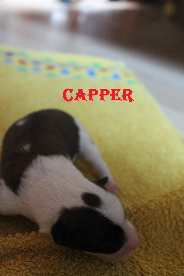 Capper 037